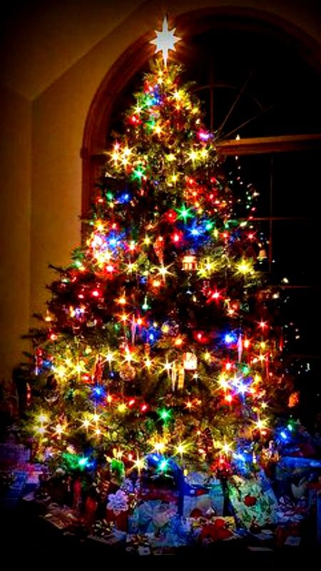 Christmas Eve | Christmas lights, Colorful christmas tree .