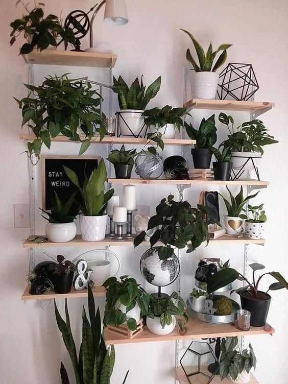 indoor plants, plants wall, wall decors, diy plant decor wall .