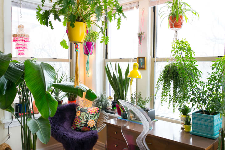 DIY Creative Ways To Hang Your Plants | Apartment Thera