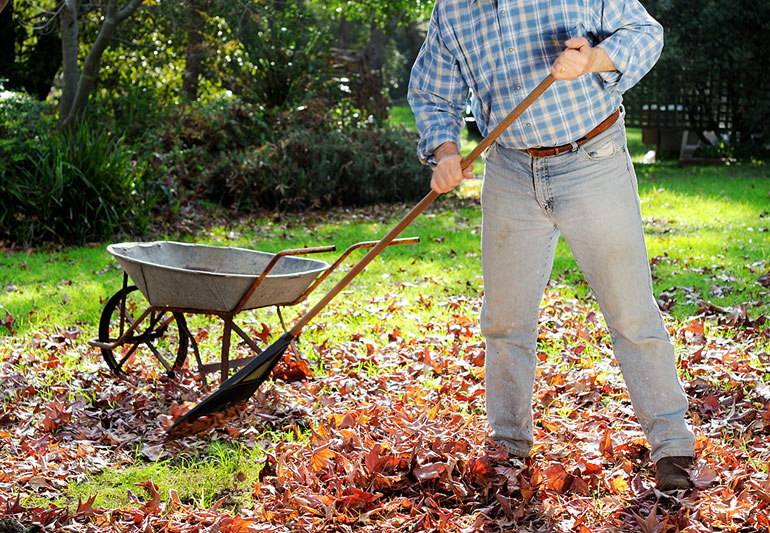How Fall Yard Work Can Cause Heart Problems – Cleveland Clin