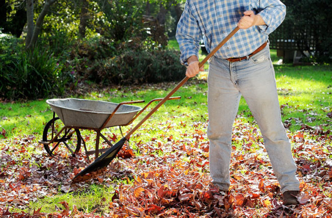 How Fall Yard Work Can Cause Heart Problems – Cleveland Clin