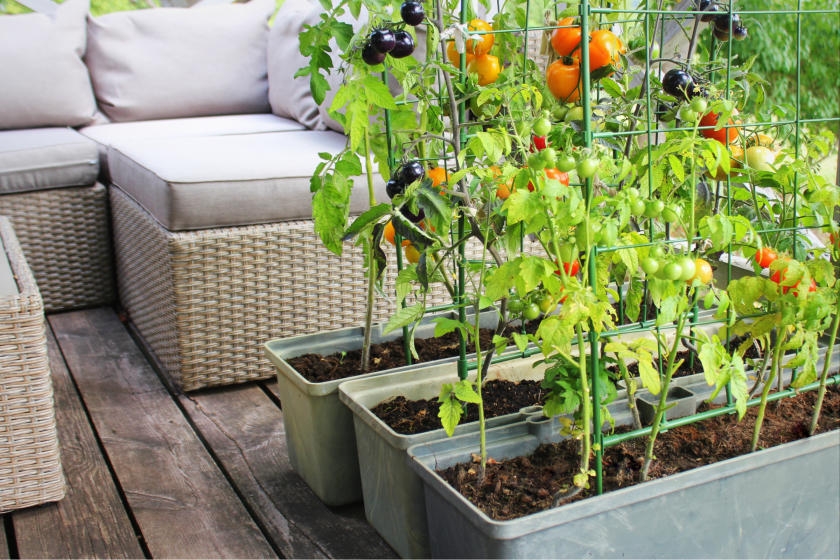 Vertical Vegetable Garden: How to Grow Up | True Val