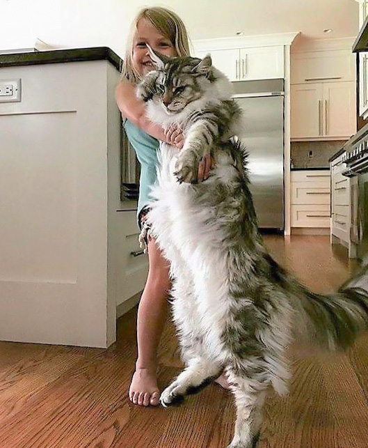 Maine Coon the size of a girl (and how not to pick up a ca