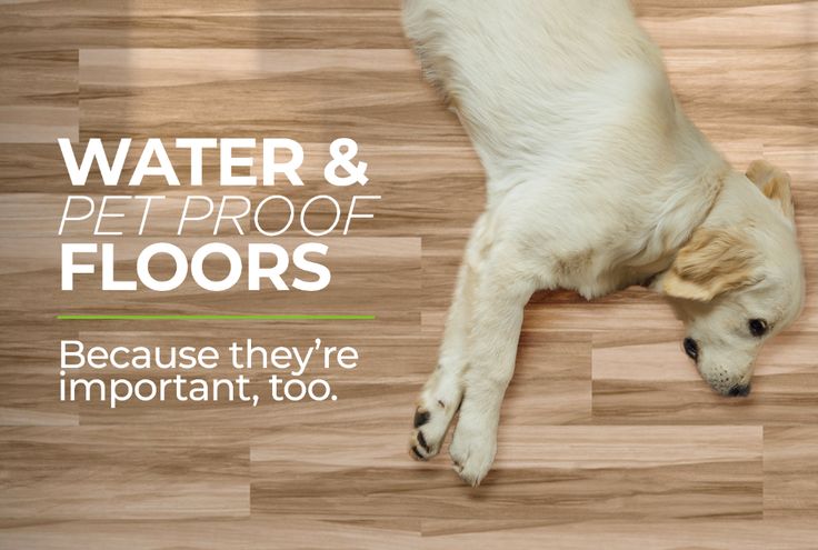 Parkay Floors - Real-Wood Look with Easy Installation | Pet proof .