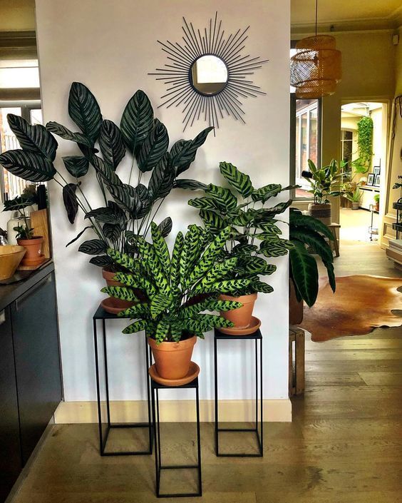 30+ Indoor Decorative Plants To Bring Freshness | Living room .