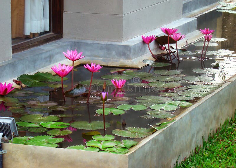 Landscaping Design and Planting of a Yard Plot Near House - Lotus .