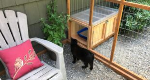 Catios & Litter Boxes: The Purr-fect Equation - Catio Spac
