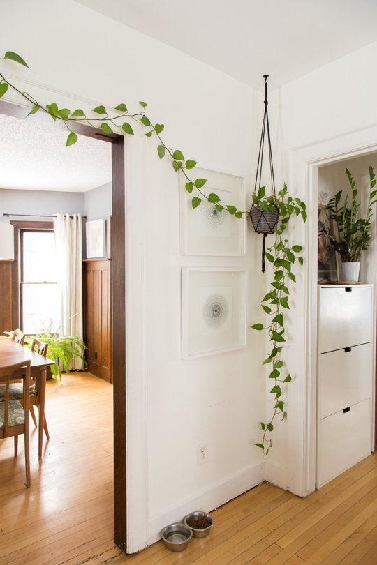 We've Reached Peak Fiddle Leaf: Is This the New “It” Plant .