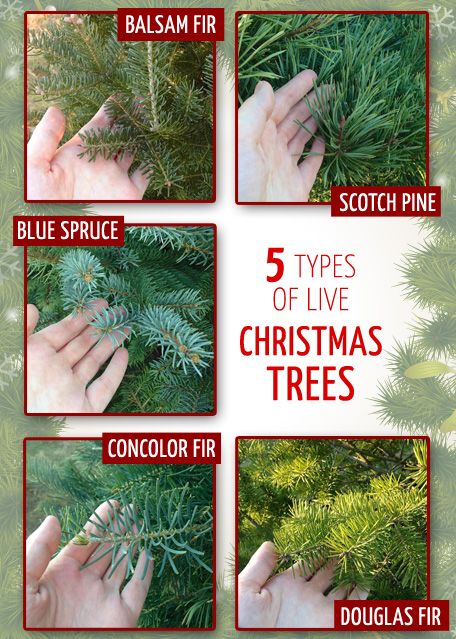 Live christmas trees, Best christmas tree decorations, Best real .