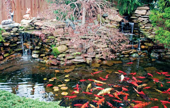 Tips For Farm Pond Design In Your Backyard - Countrysi