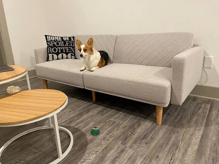 15 Pet-Friendly Couches For Lounging In 20