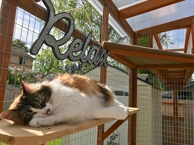 Catio Hacks: Our Top 8 Tips for DIYing Your Cat