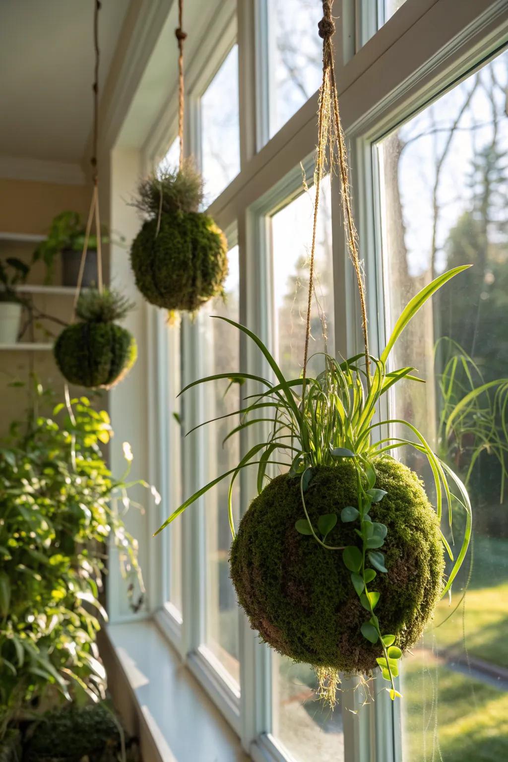 Kokedama plants hanging gracefully in a sunlit window.