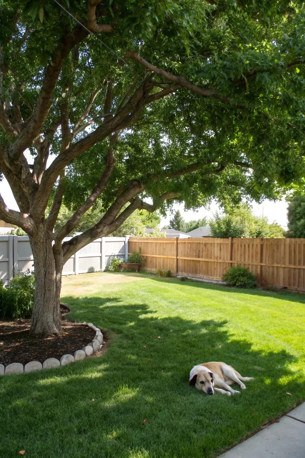 Natural shade offers a cool escape for hot summer days.