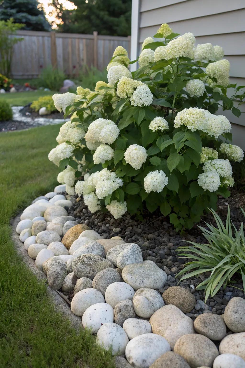 Create garden focal points with standalone hydrangeas.