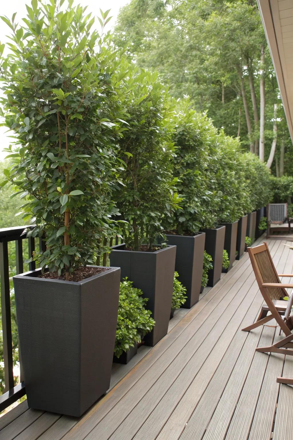 Planters as privacy screens offer beauty and seclusion.