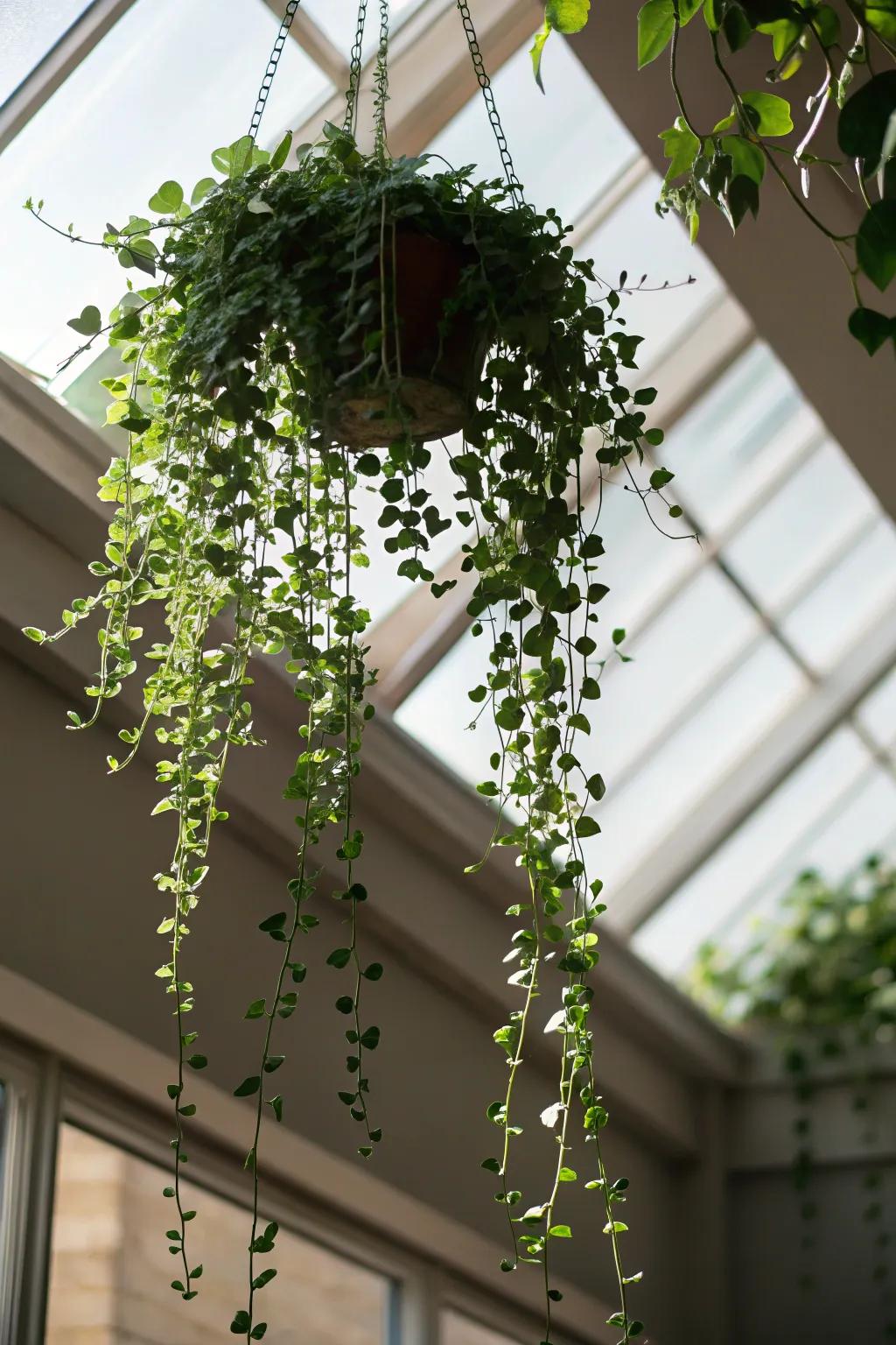 A string of pearls under a skylight, adding drama and character to the room.