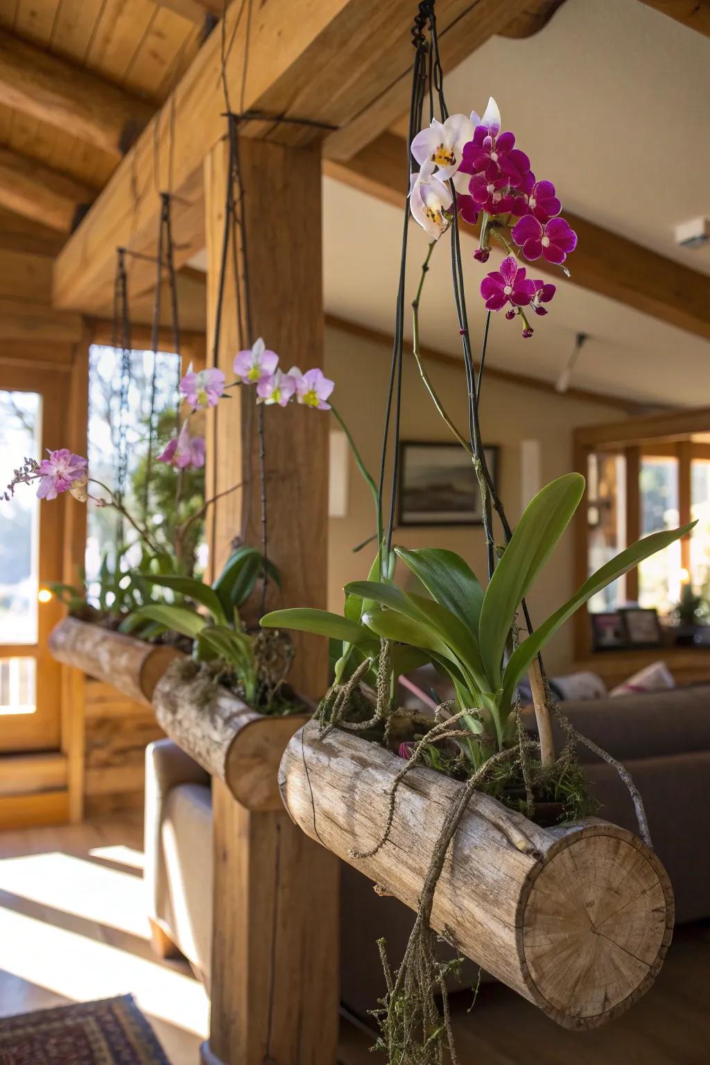 Rustic logs provide a natural, earthy base for your orchids.