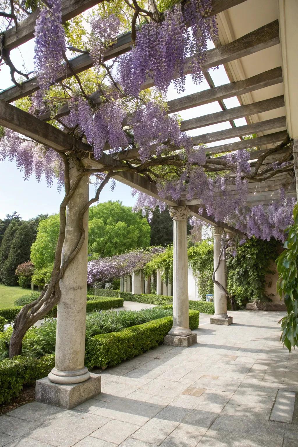 Wisteria adds a magical touch to your pergola.