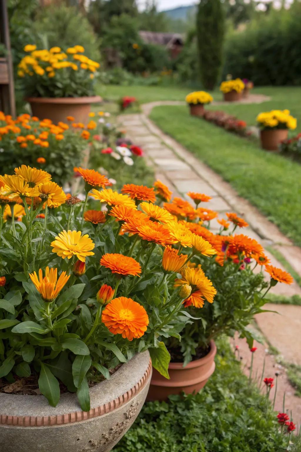 Pot marigold adding color and interest to the garden.