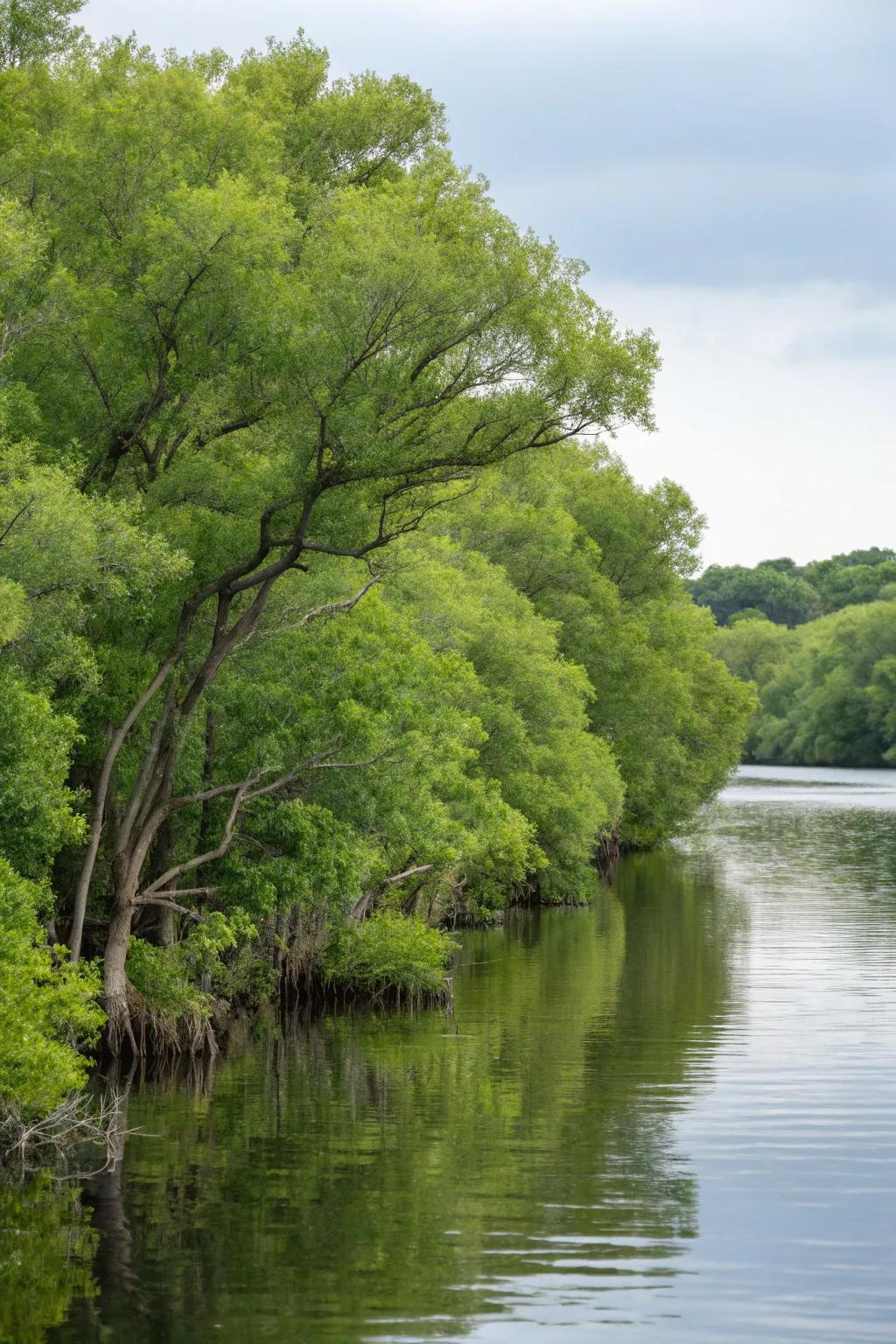 Native plants are key to shoreline stabilization and beauty.