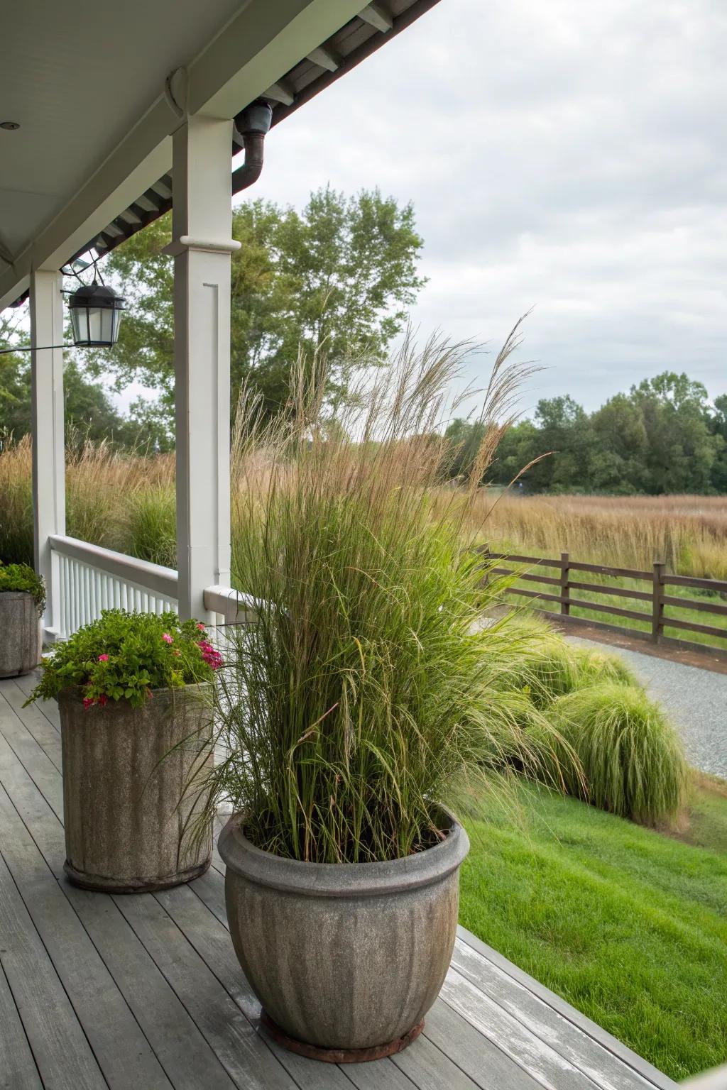 Tall grasses in planters offer a natural and dynamic porch divider.