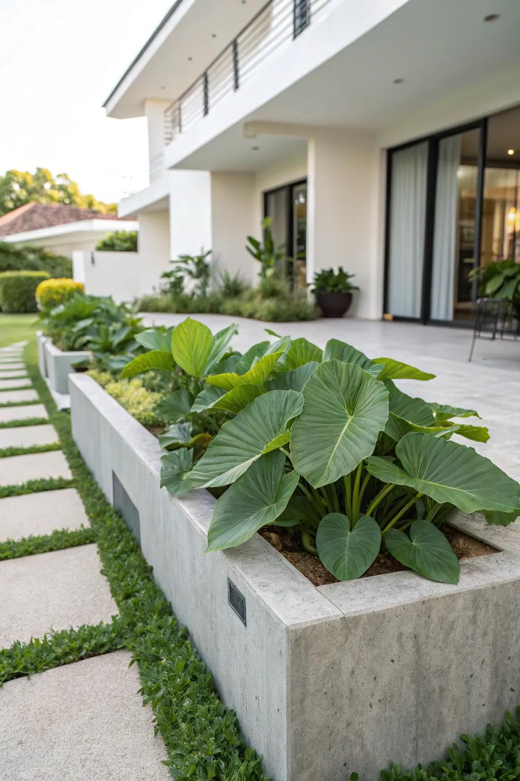 A contemporary concrete planter box with large leafy plants for a modern look.