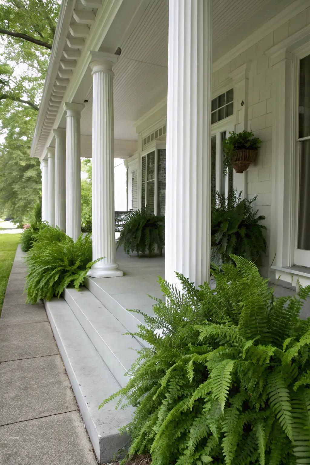 Ferns enhance porch architecture beautifully.