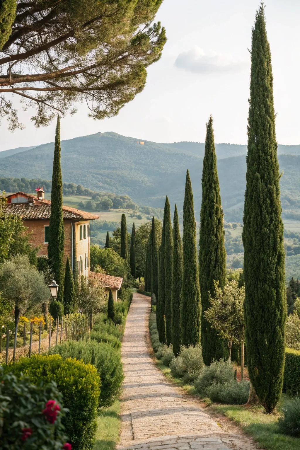 Cypress trees add vertical elegance to your landscape.