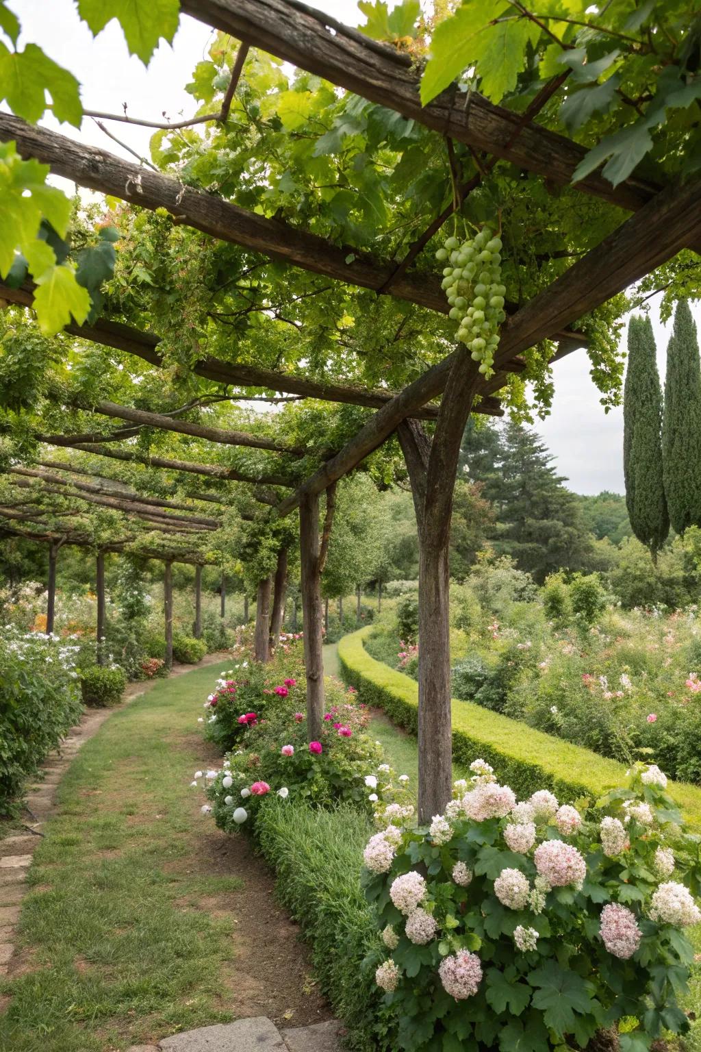 Grapevine trellises add visual interest and flavor.