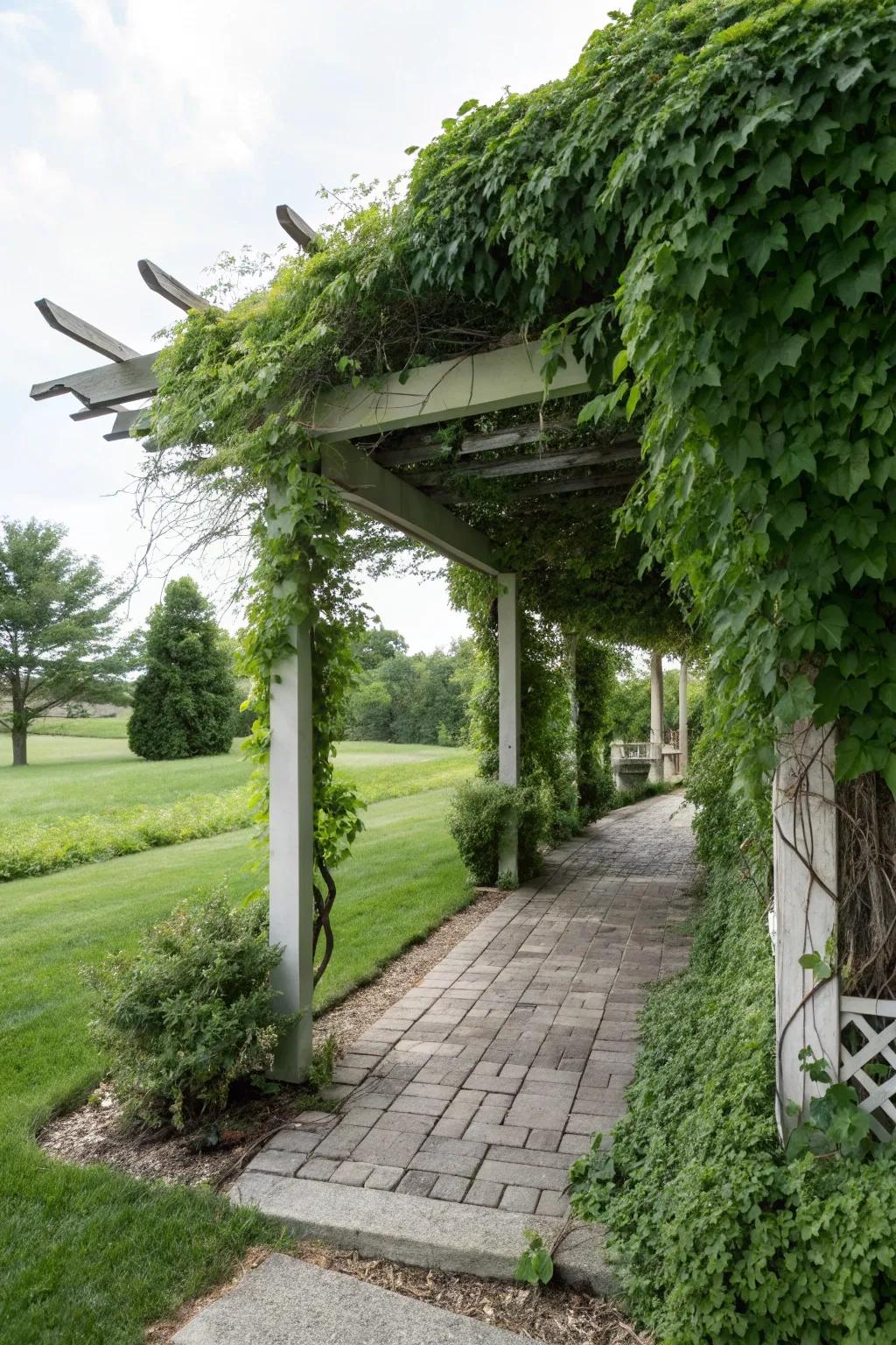 A vine-covered pergola for a cozy, private retreat