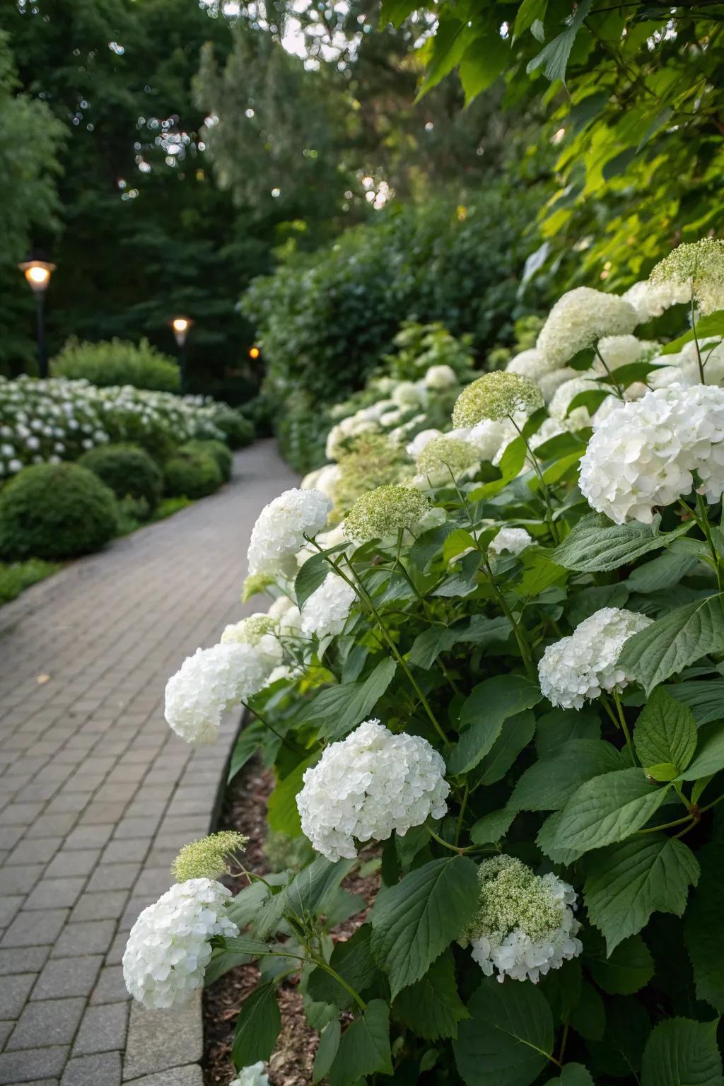 White hydrangeas adding understated elegance to the garden