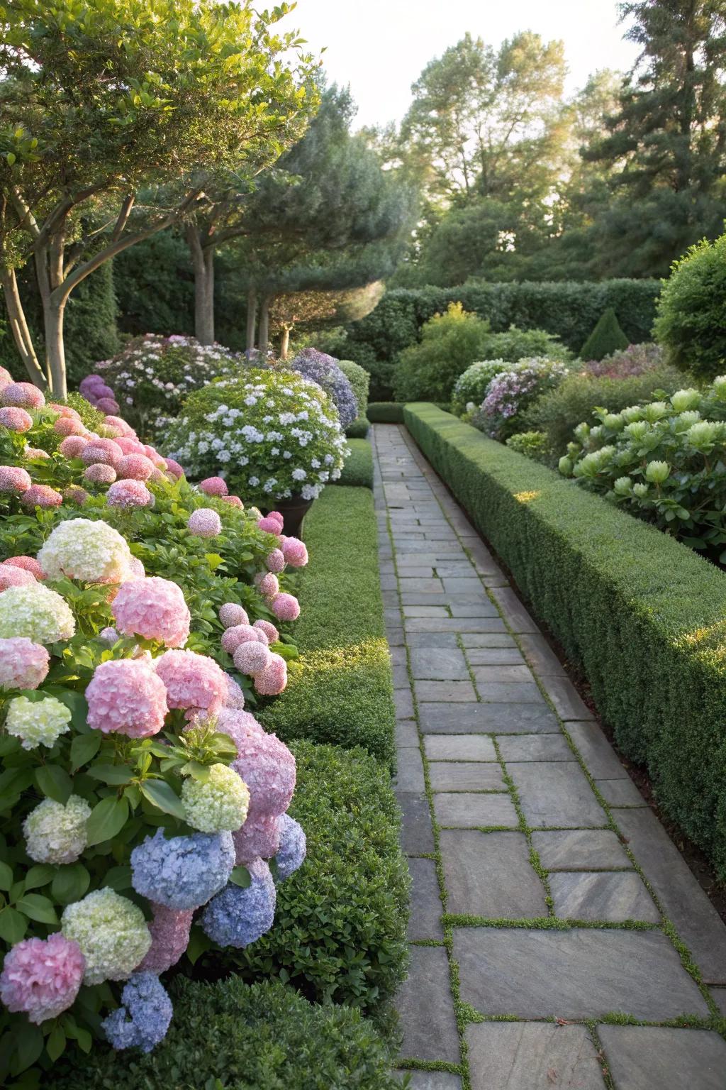 Hydrangeas framed by boxwood for classic symmetry