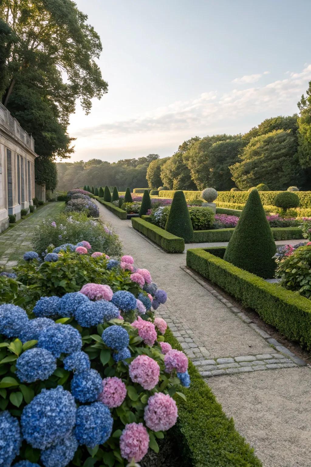 Symmetrical hydrangeas in a formal garden setting