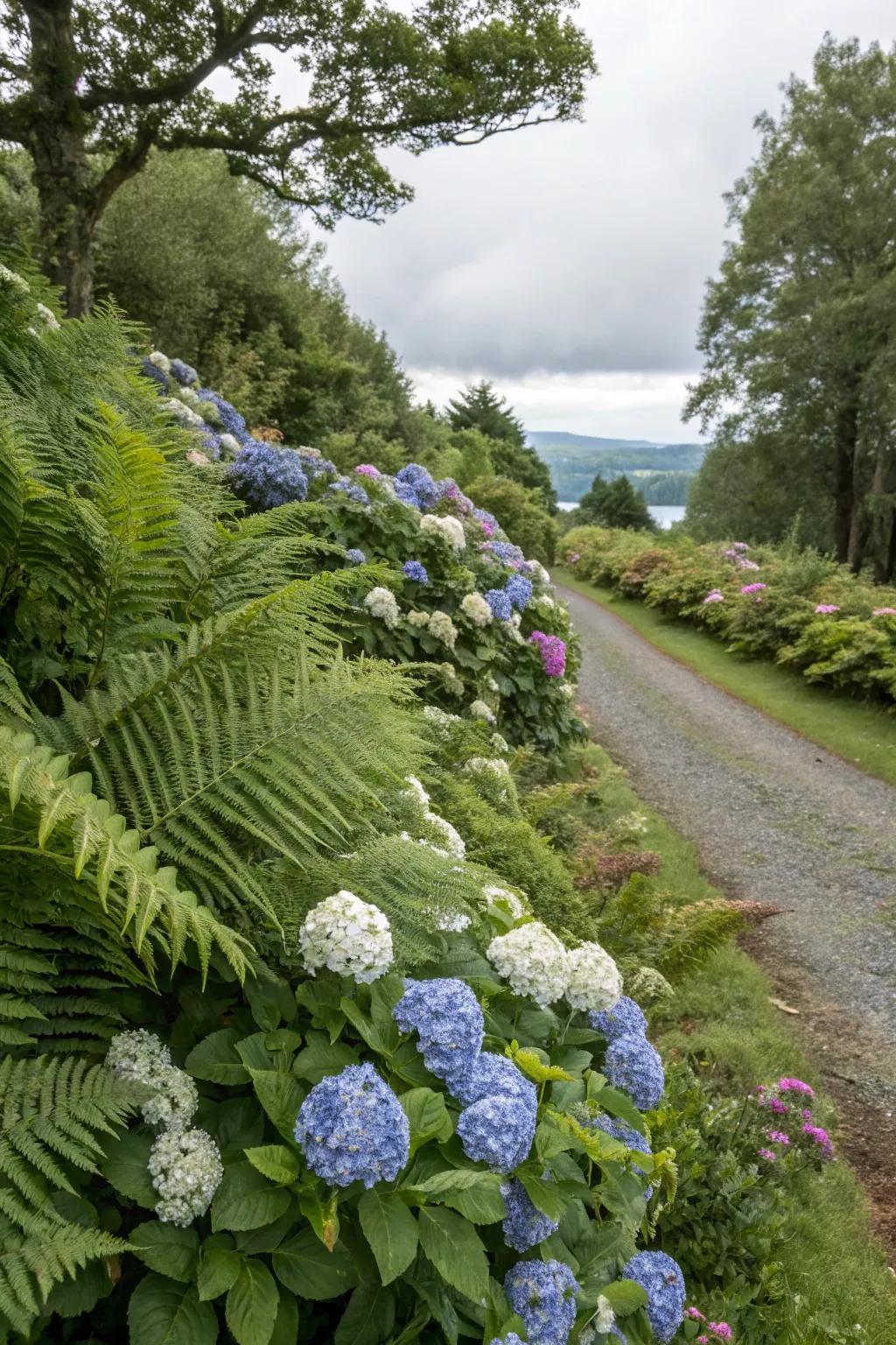 Hydrangeas mixed with ferns for a woodland-inspired border