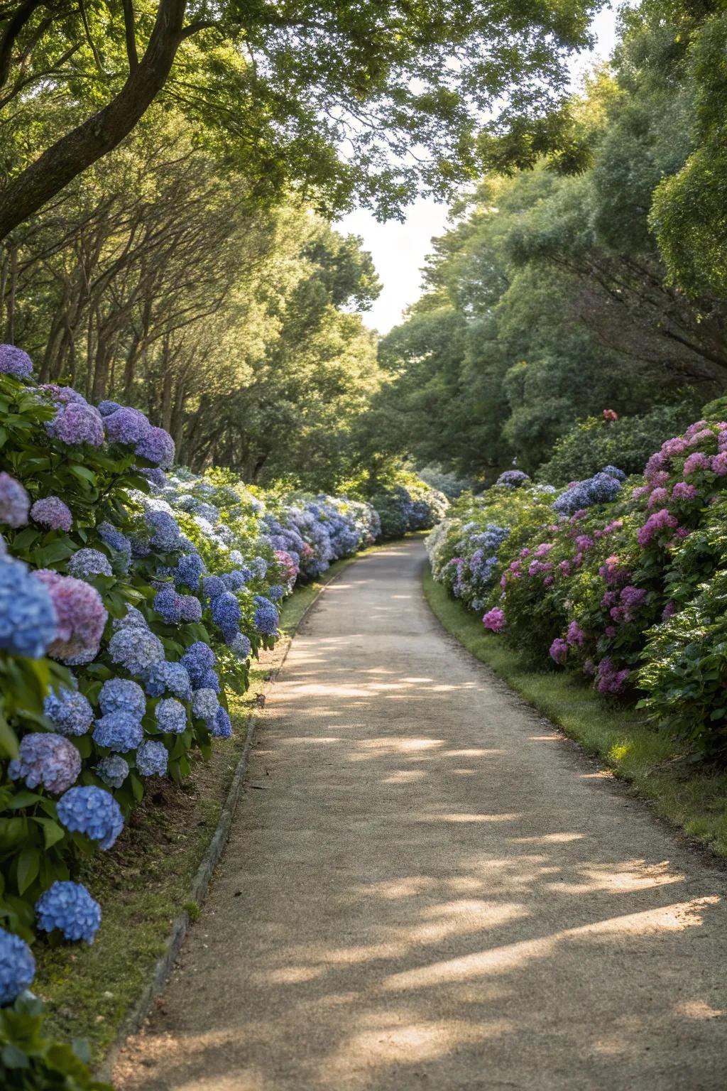 Hydrangeas lining a garden path for a structured look