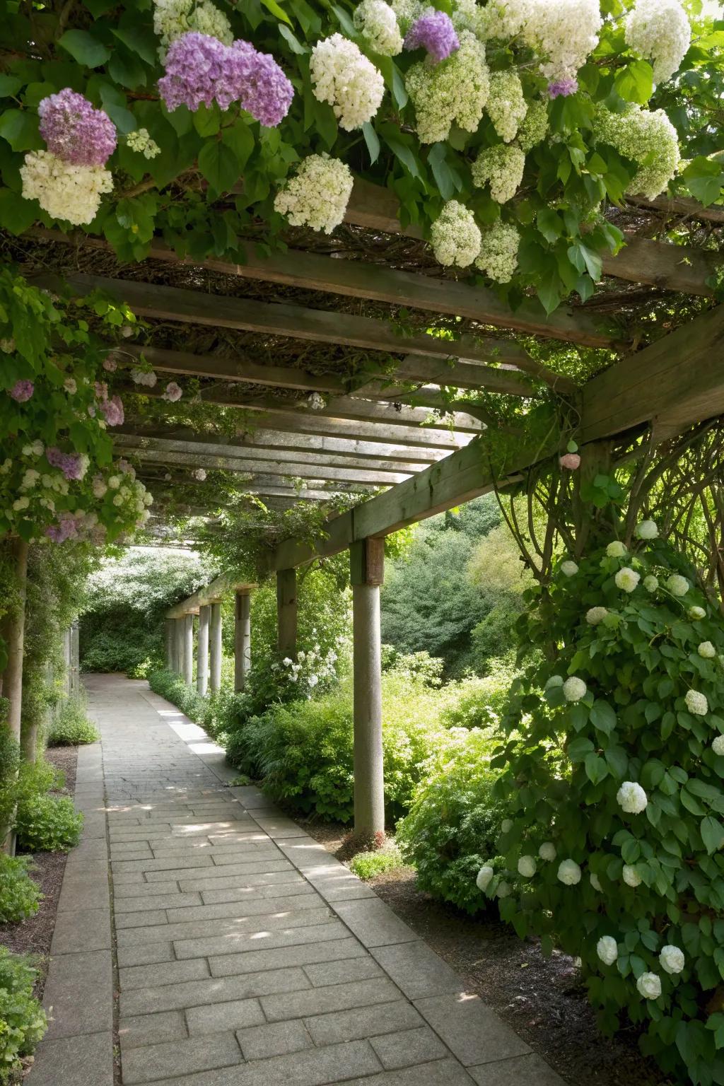 Climbing hydrangeas creating a privacy pergola