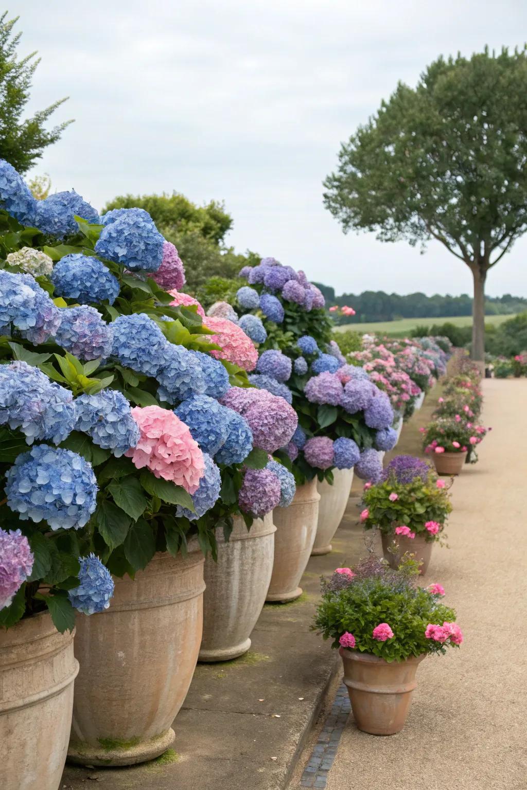 Movable hydrangea borders with large container plantings