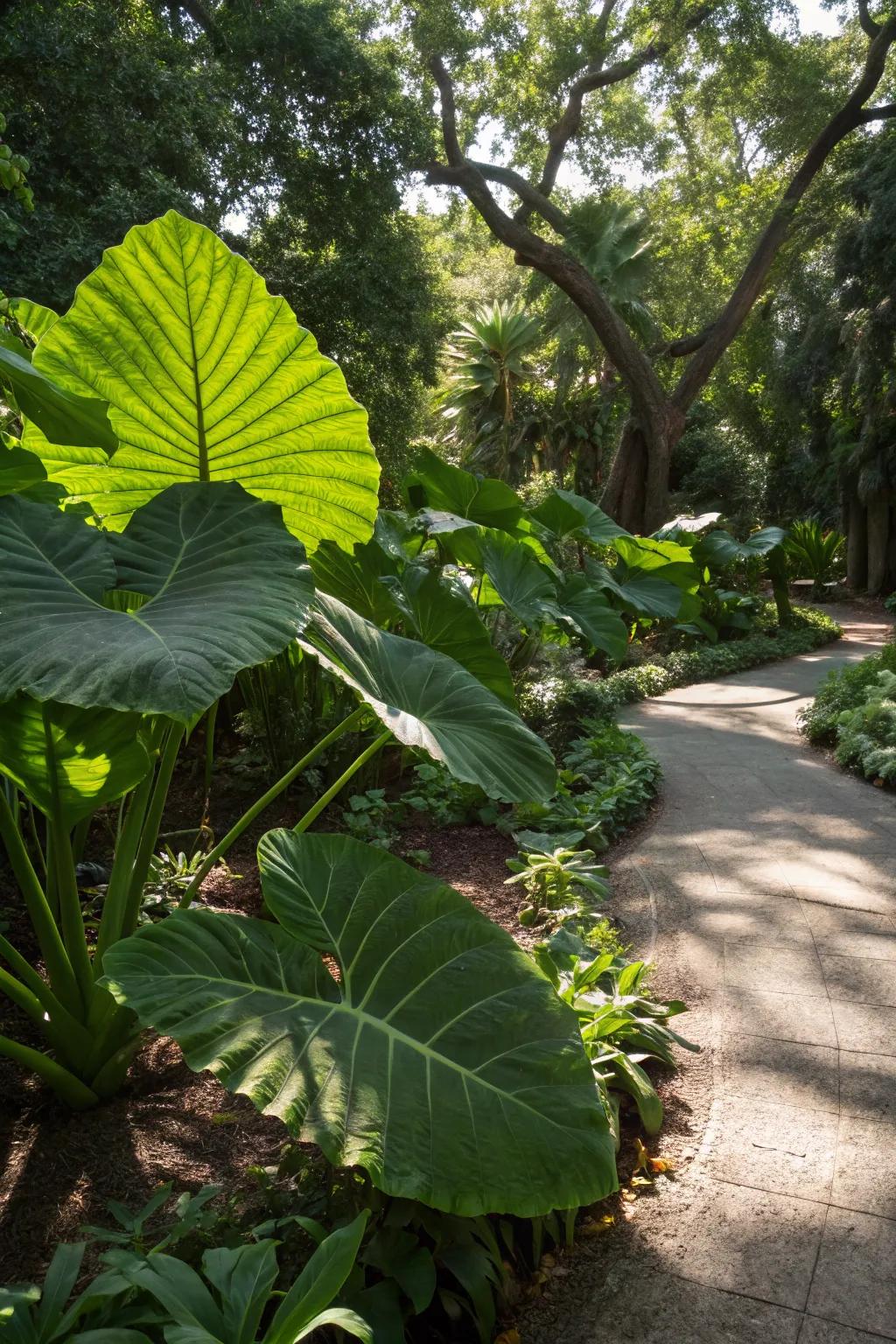 Large-leafed plants add drama and lushness.