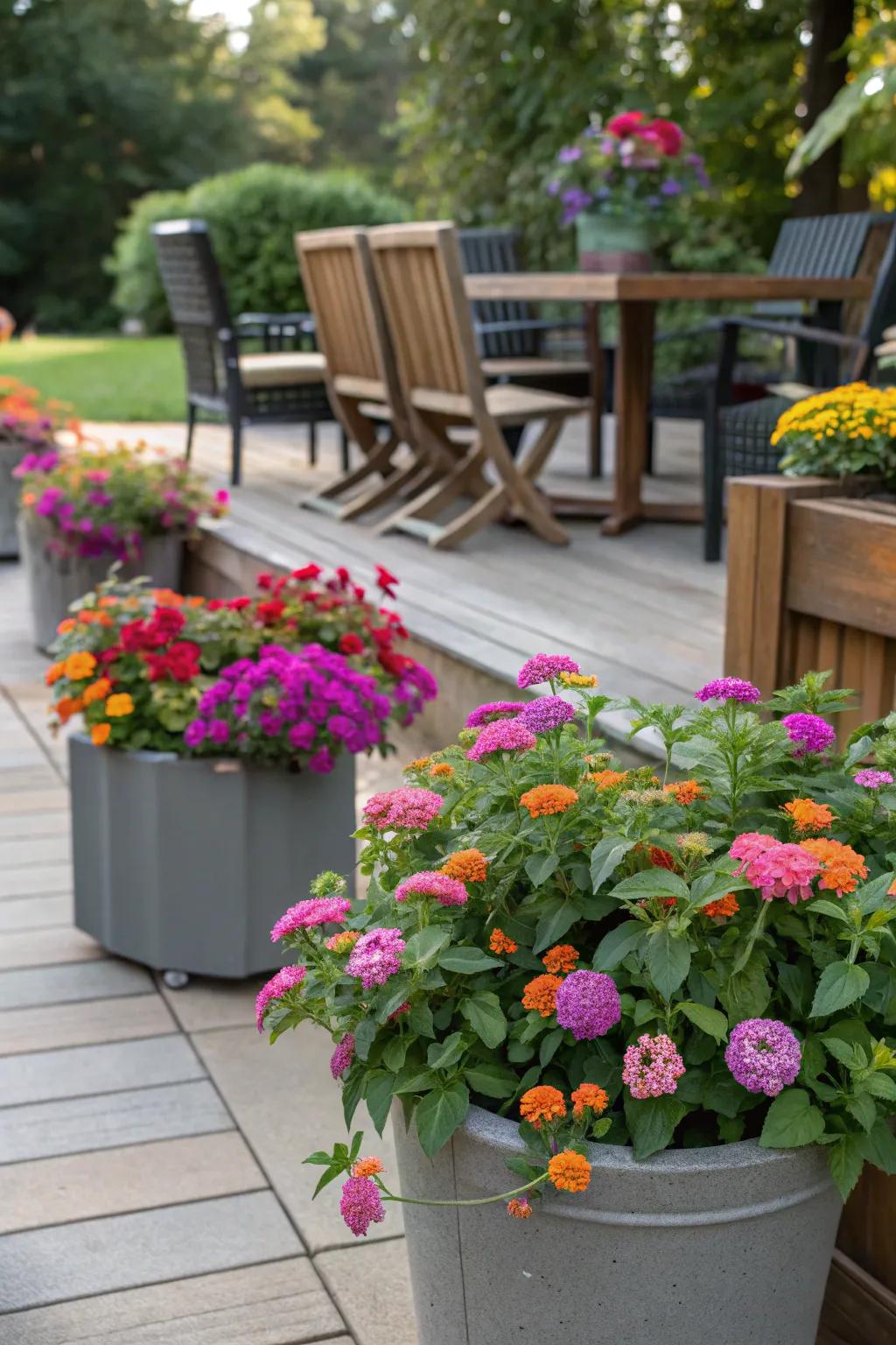 Lantana and companion flowers brighten up patio pots.