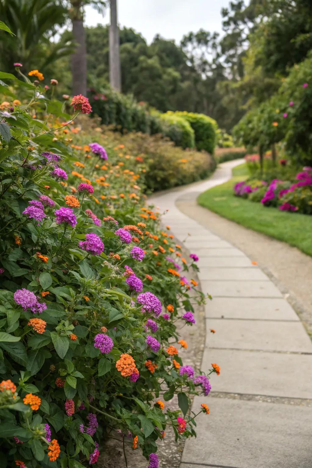 Lantana highlights a garden pathway beautifully.