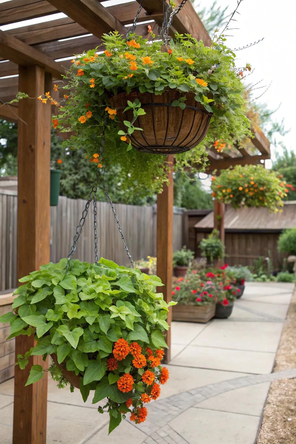 Lantana and sweet potato vine overflow beautifully in hanging baskets.