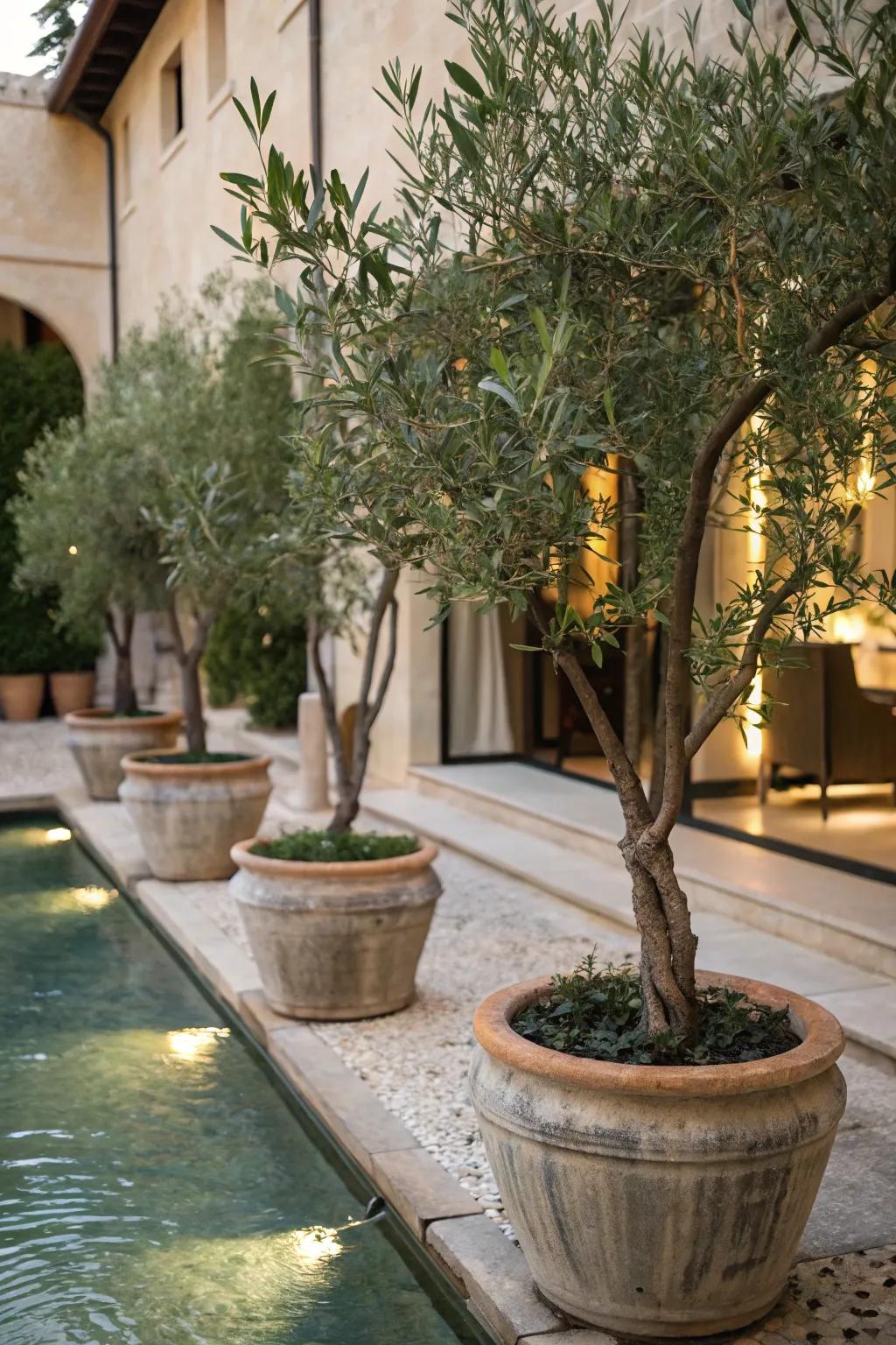 Serenity with a blend of water features and olive trees.