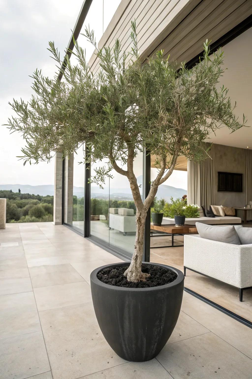 Minimalist elegance with a single potted olive tree.
