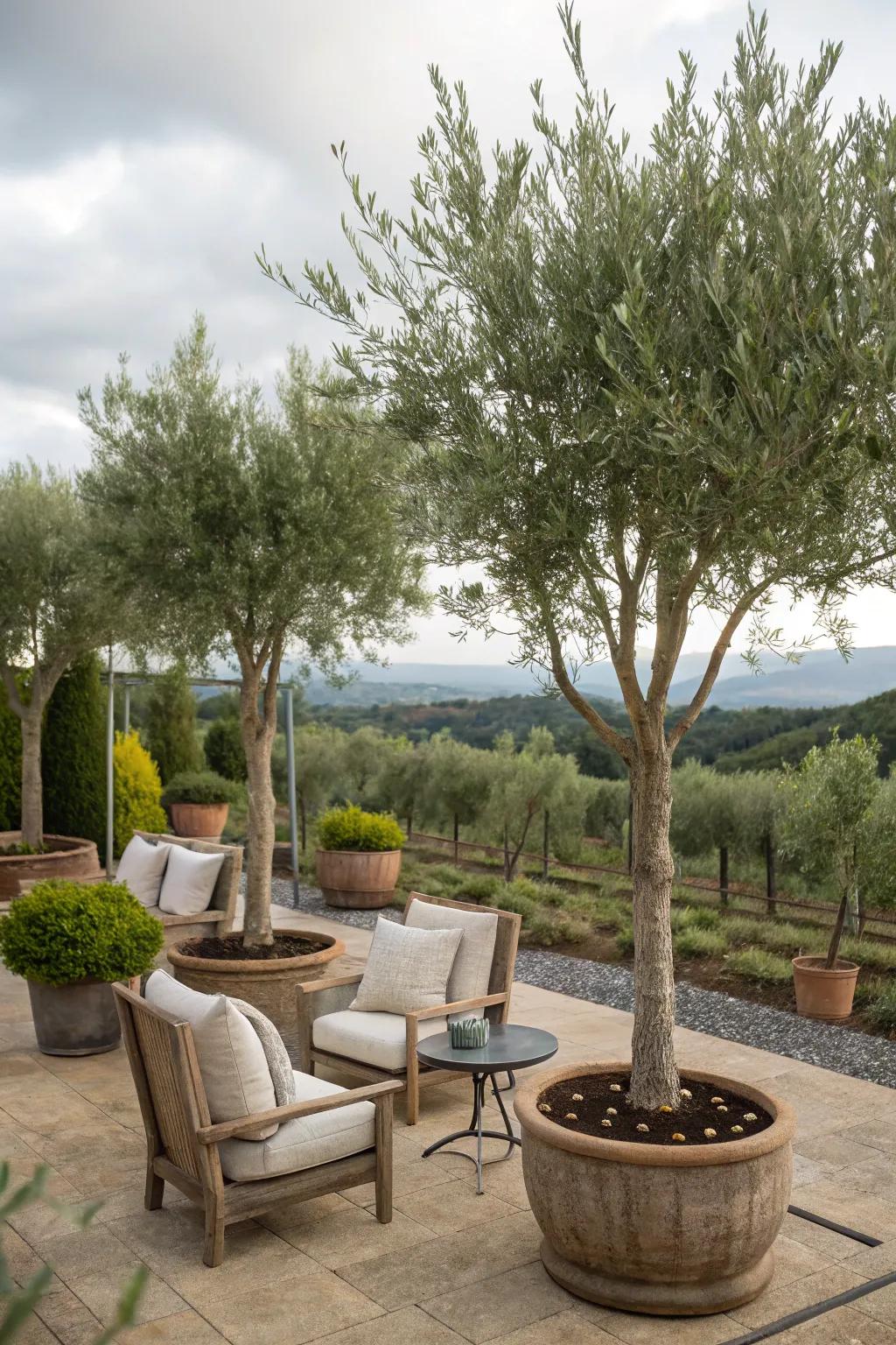 Natural windbreaks with strategically placed olive trees.