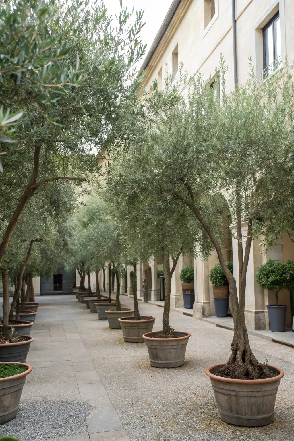 Natural dividers with lined-up olive trees.