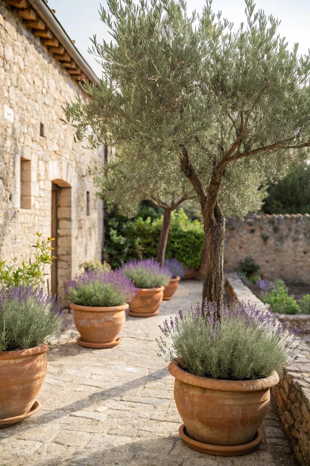 Lavender and olive trees create a harmonious Mediterranean vibe.