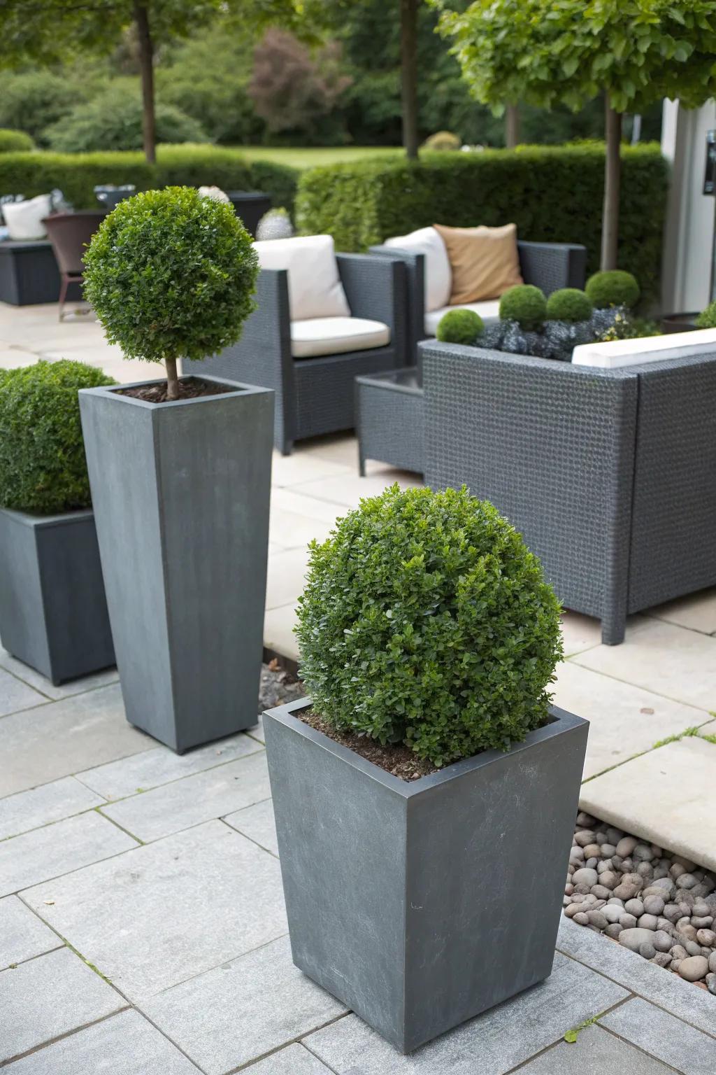 Japanese boxwood in containers offers versatile garden decor.