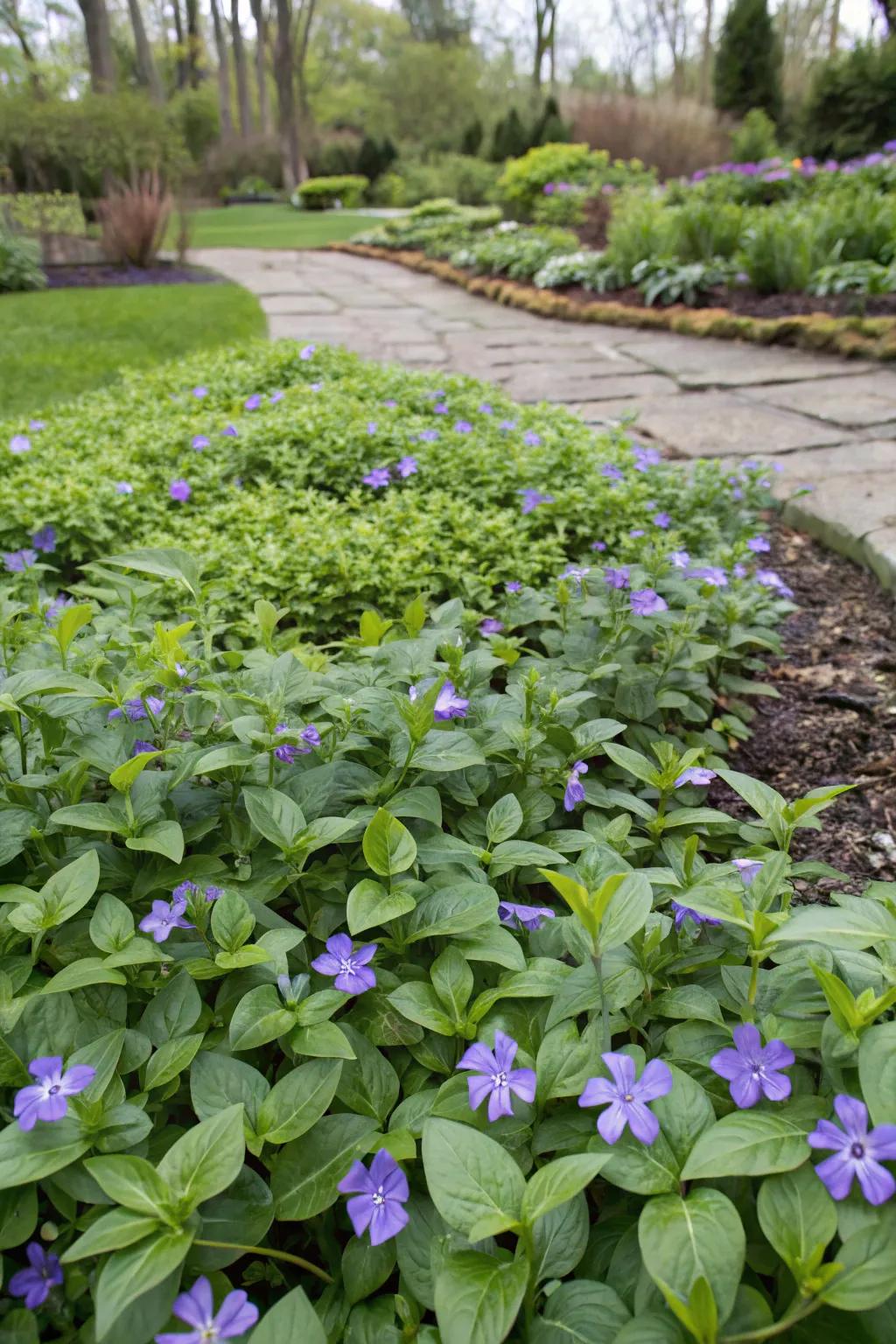 Vinca effectively used as a lush, green ground cover.