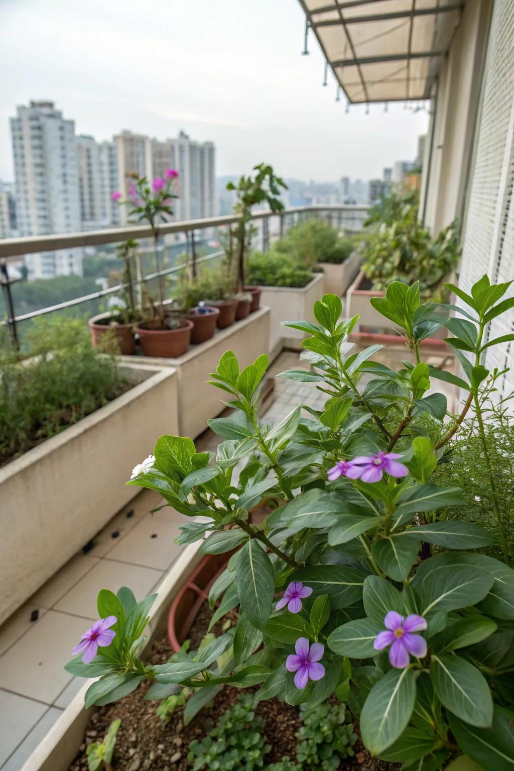 A vibrant urban balcony garden featuring vinca plants.